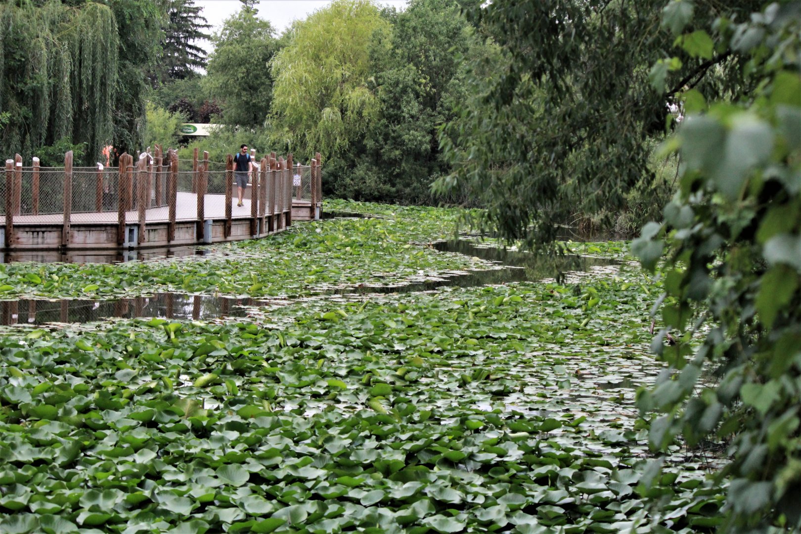 Detroit Zoo - Boardwalk - Summer, 2016