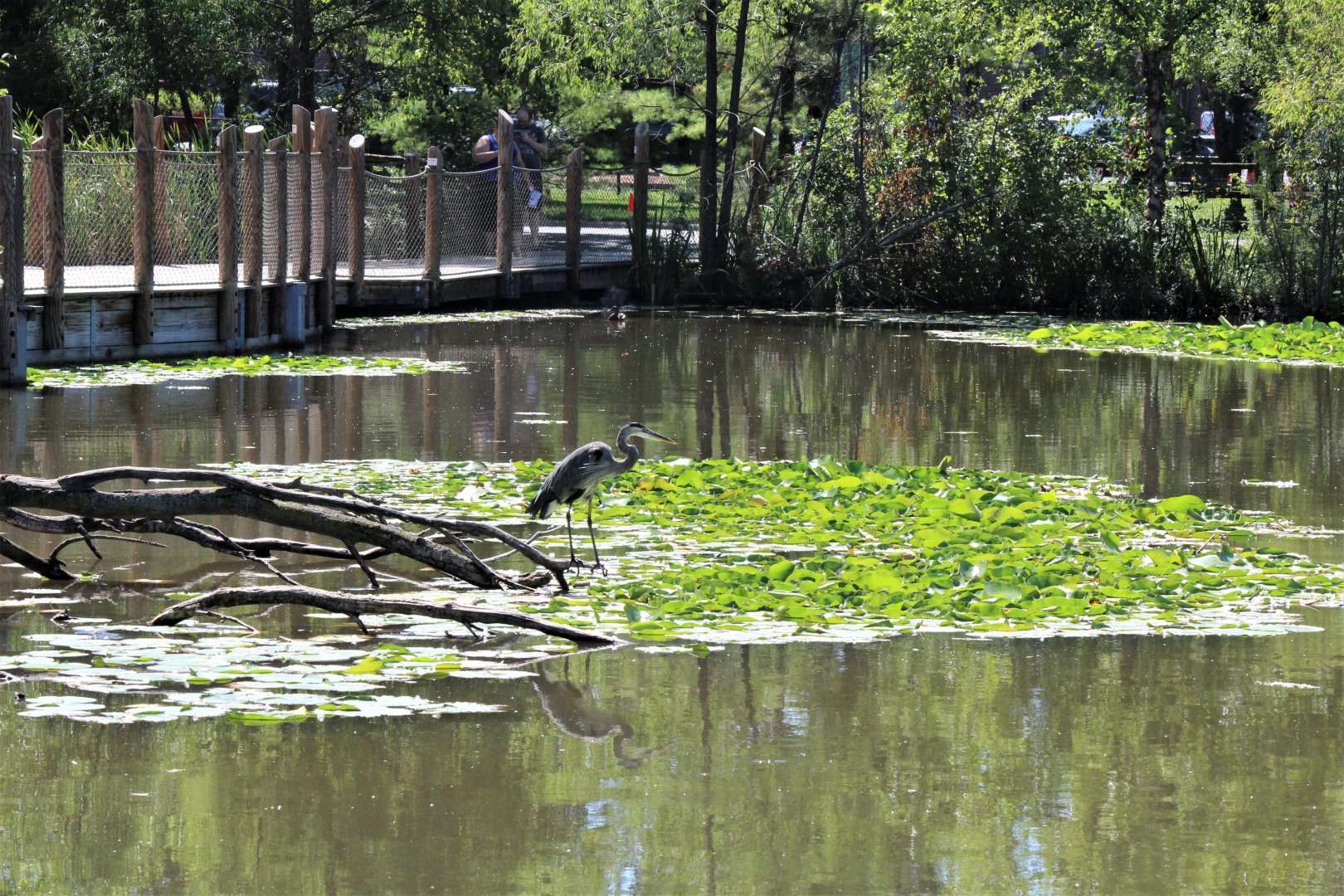 Detroit Zoo - Boardwalk - Summer, 2016