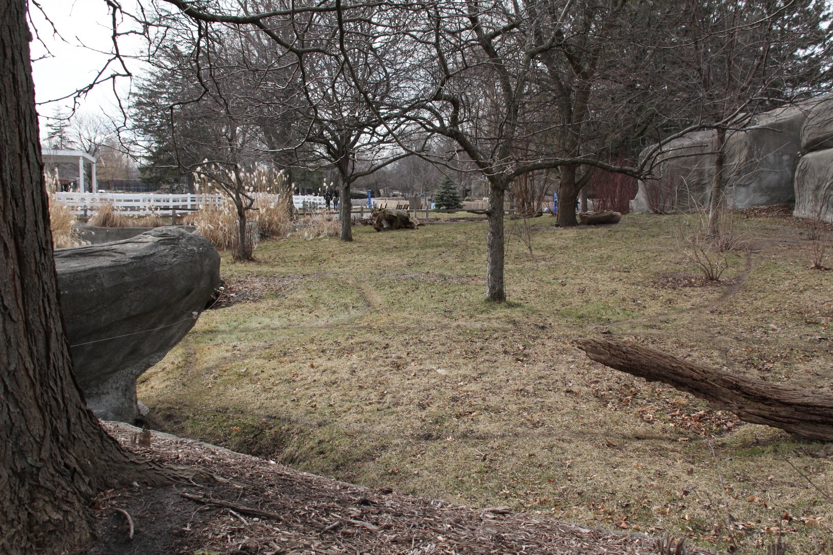 Detroit Zoo - Bush Dog enclosure
