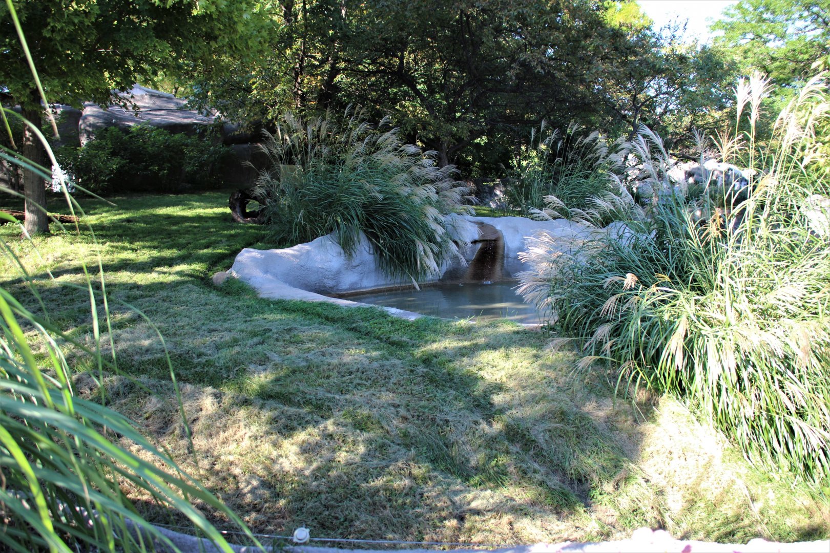 Detroit Zoo - Bush Dog habitat - Summer, 2016