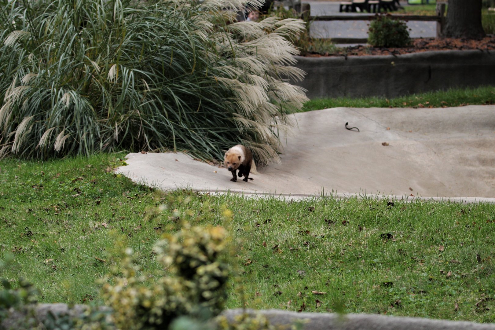 Detroit Zoo - Bush Dog habitat - Summer, 2016