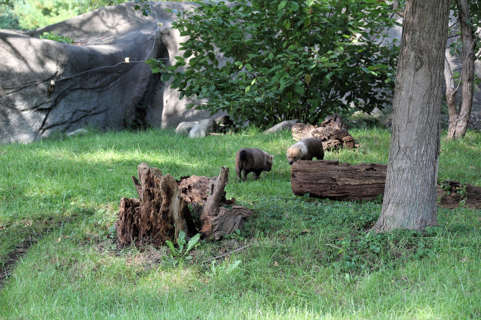 Detroit Zoo - Bush Dog habitat - Summer, 2016
