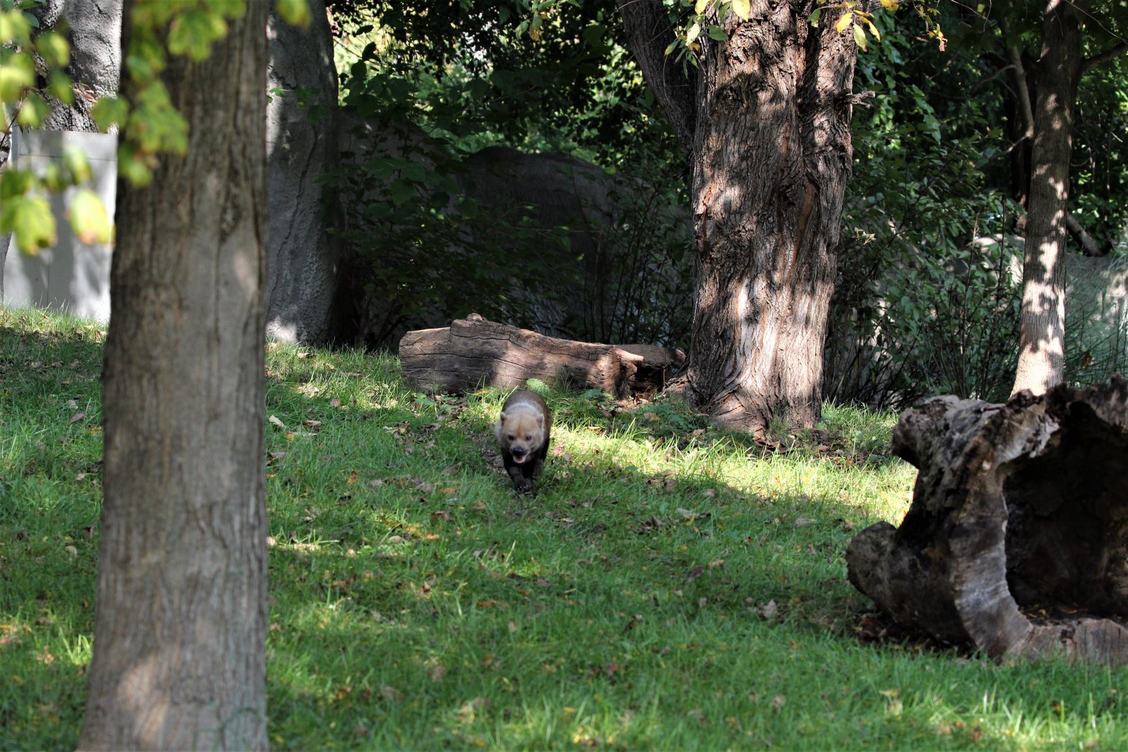 Detroit Zoo - Bush Dog habitat - Summer, 2016