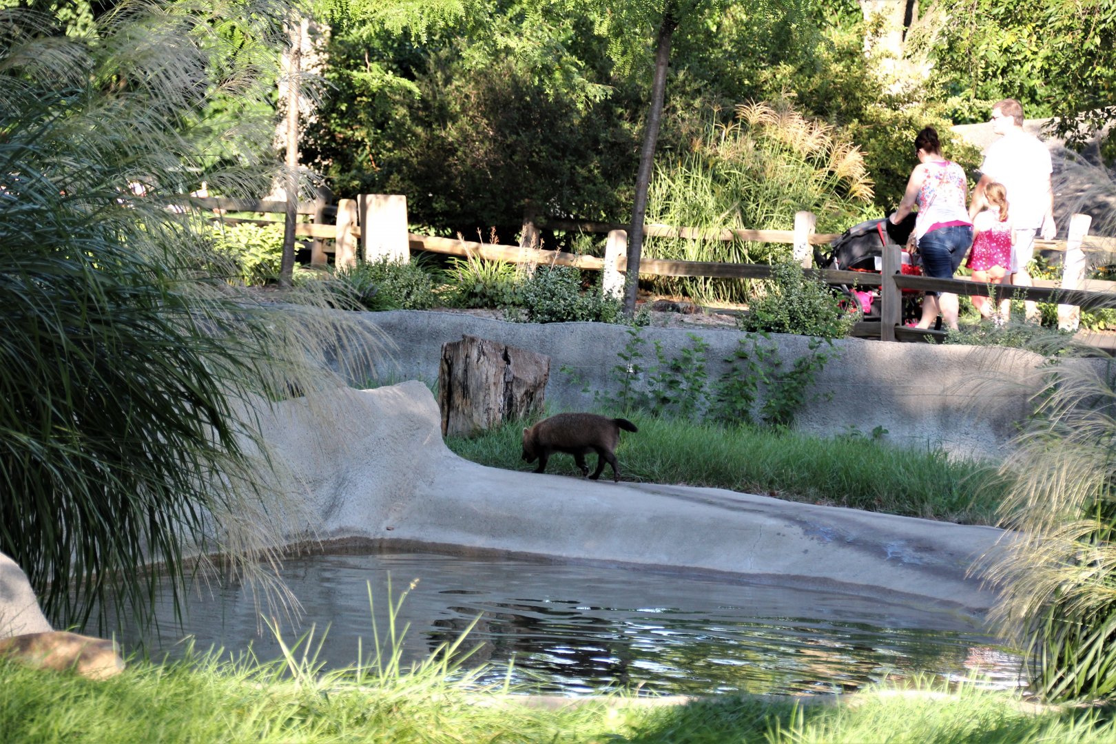 Detroit Zoo - Bush Dog habitat - Summer, 2016