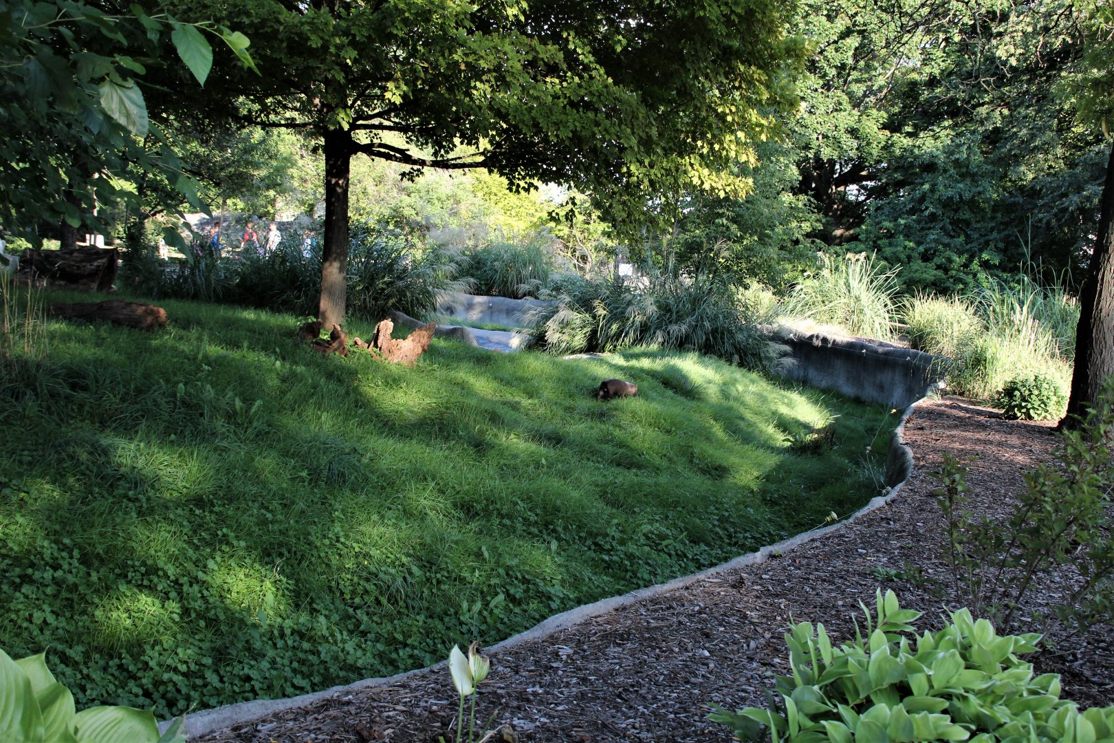 Detroit Zoo - Bush Dog habitat - Summer, 2016