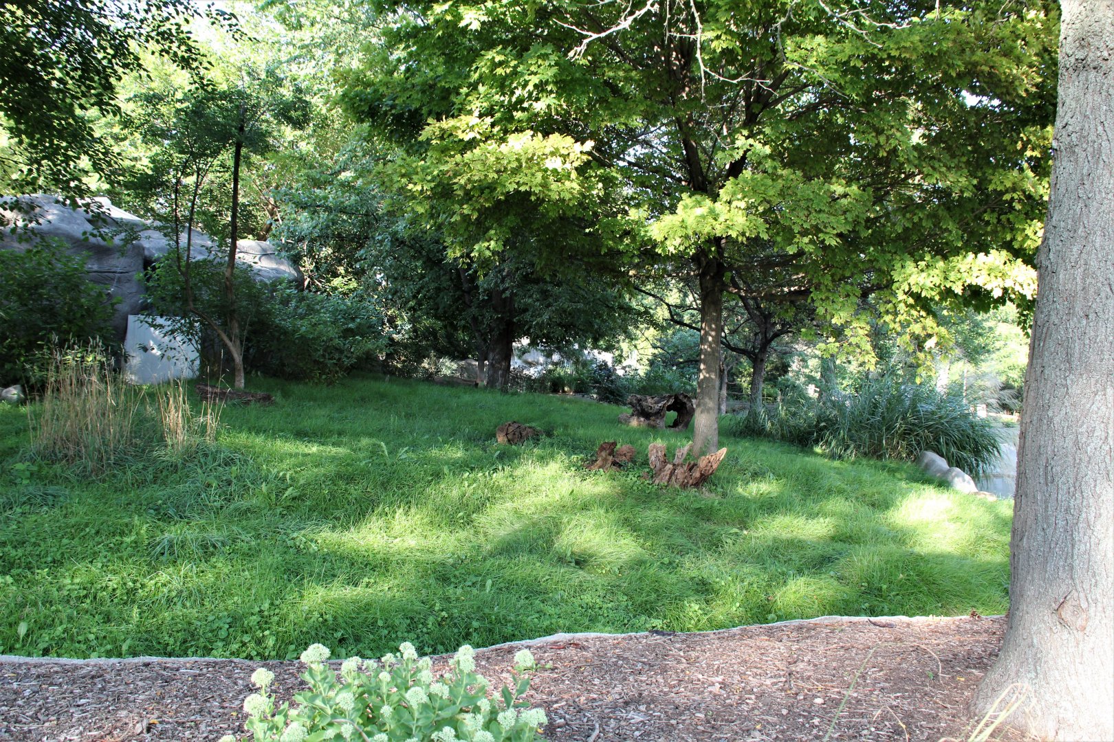 Detroit Zoo - Bush Dog habitat - Summer, 2016