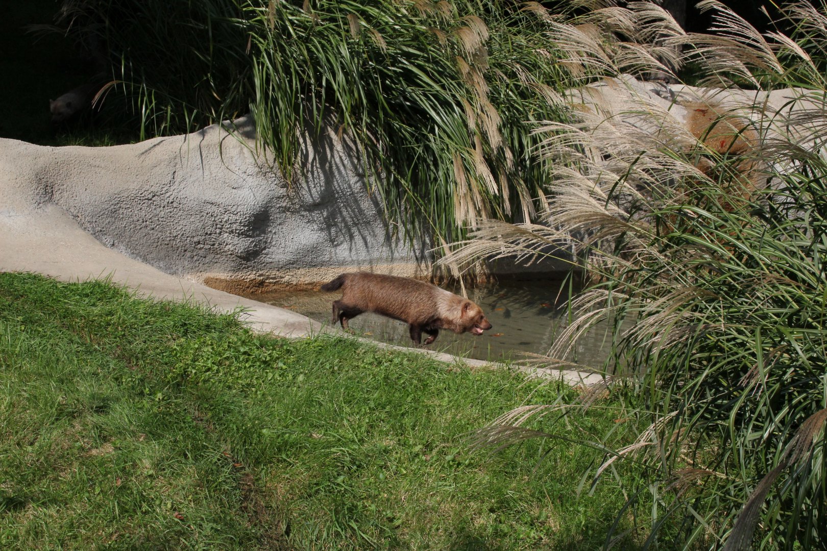 Detroit Zoo - Bush Dog habitat - Summer, 2016
