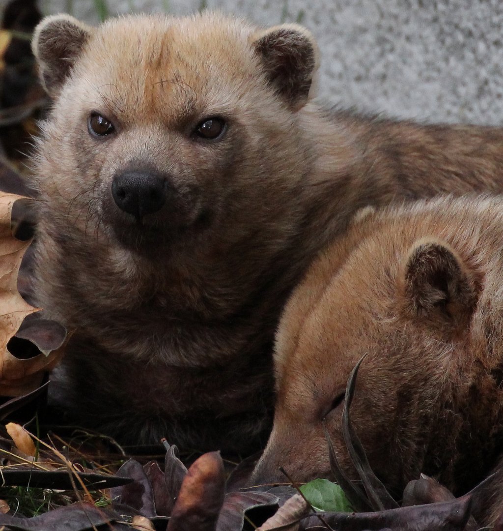 Detroit Zoo - Bush Dogs - October, 2016