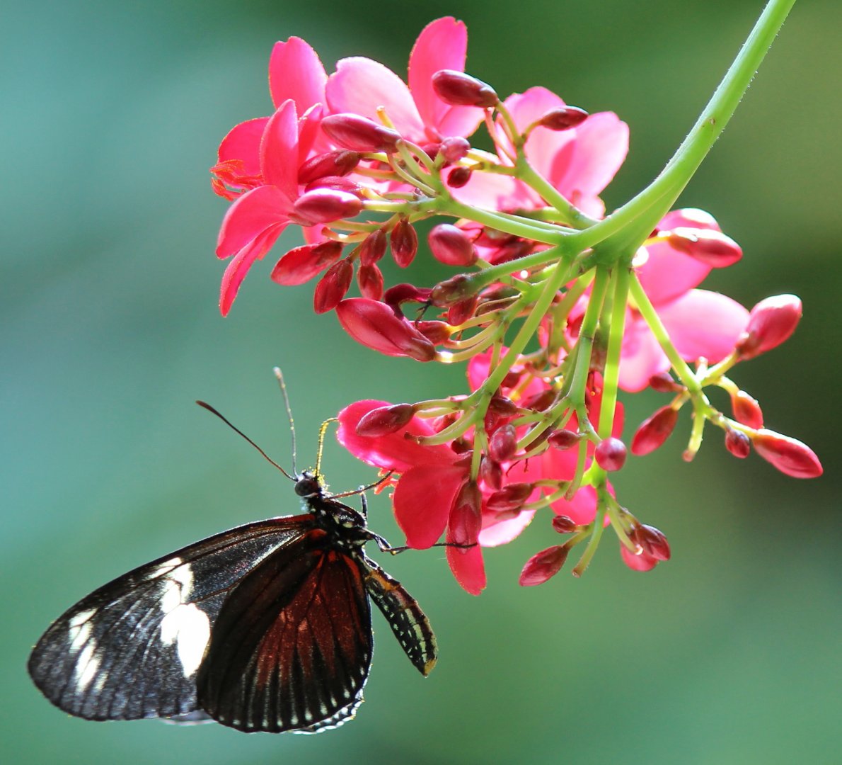 Detroit Zoo - Butterfly House - August, 2016