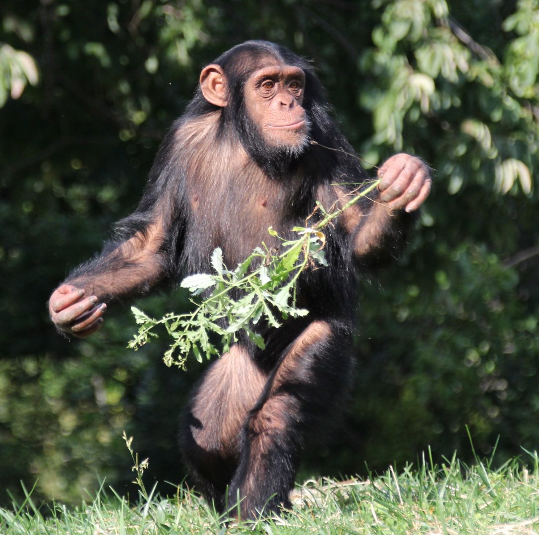 Detroit Zoo - Chimpanzee - October, 2016