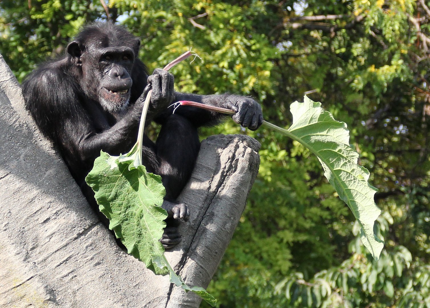 Detroit Zoo - Chimpanzee - October, 2016