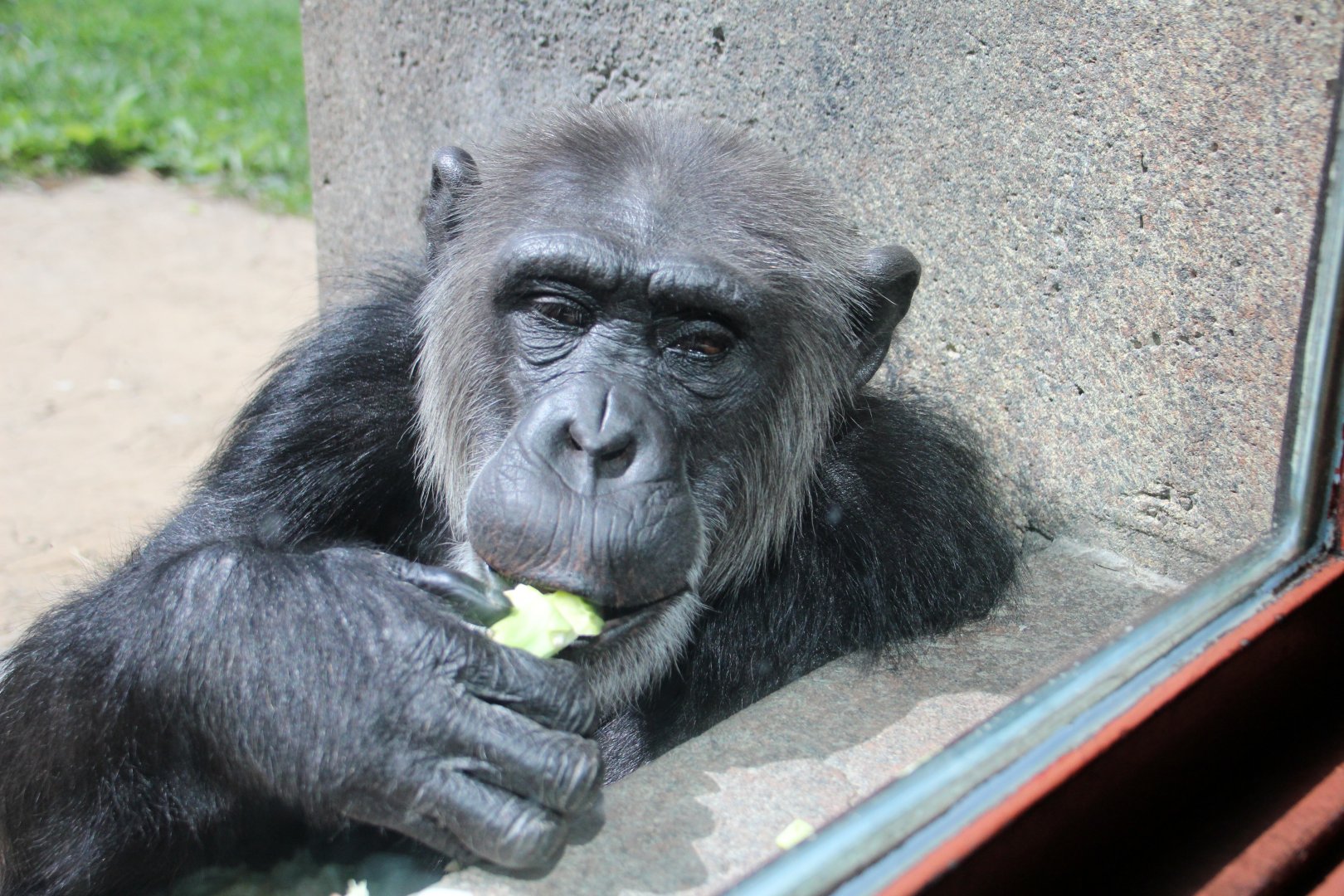 Detroit Zoo - Chimpanzee- September, 2016