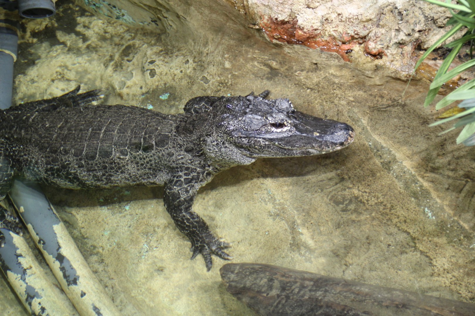 Detroit Zoo - Chinese Alligator - September, 2016