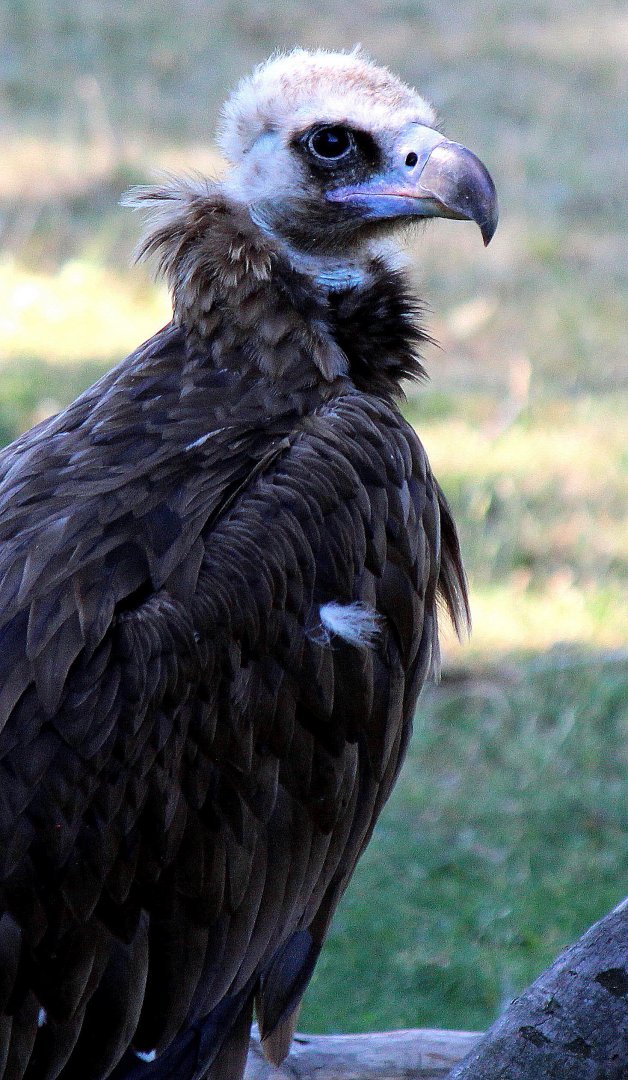 Detroit Zoo - Cinereous vulture - June, 2016
