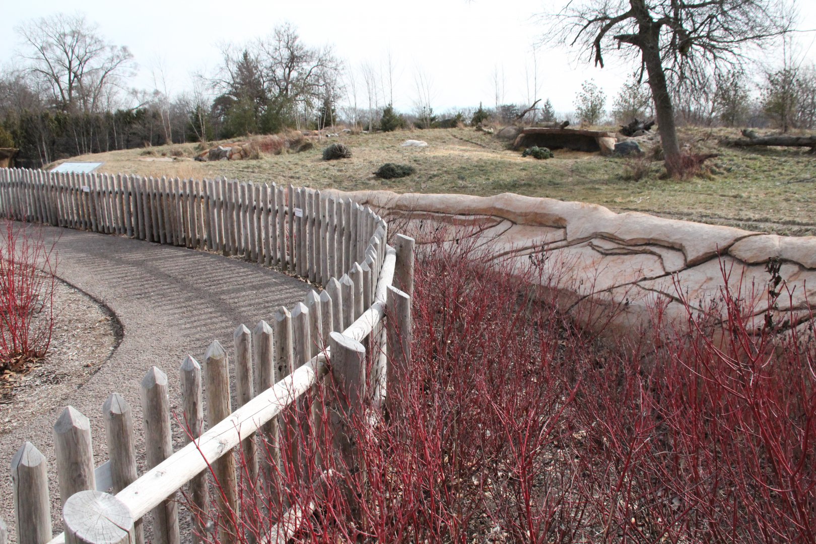 Detroit Zoo - Cotton Family Wolf Wilderness - Gray Wolves