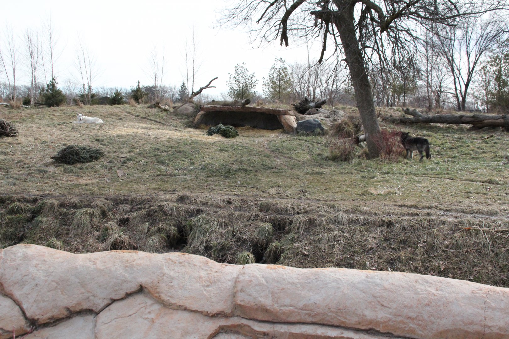 Detroit Zoo - Cotton Family Wolf Wilderness - Gray Wolves