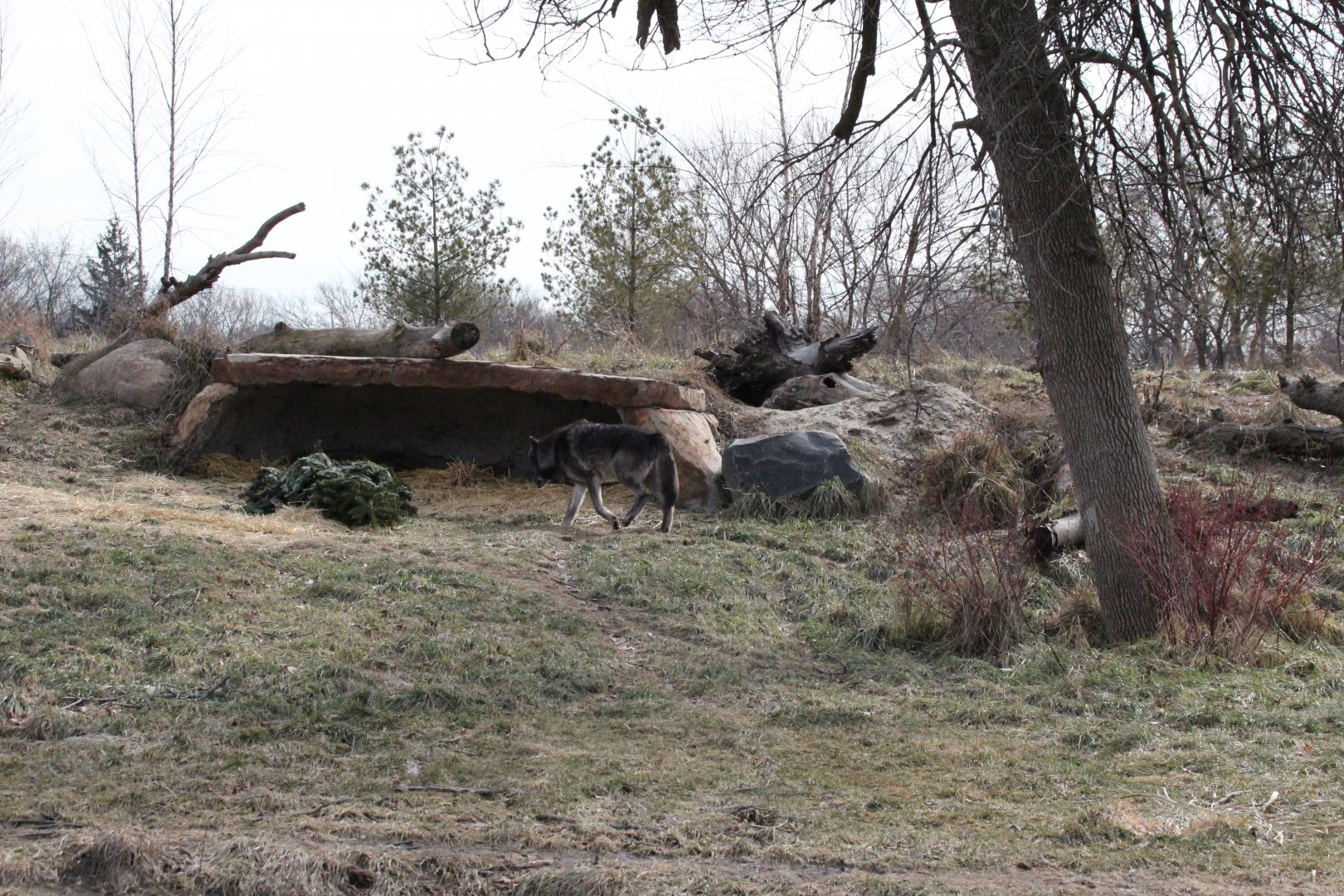 Detroit Zoo - Cotton Family Wolf Wilderness - Gray Wolves