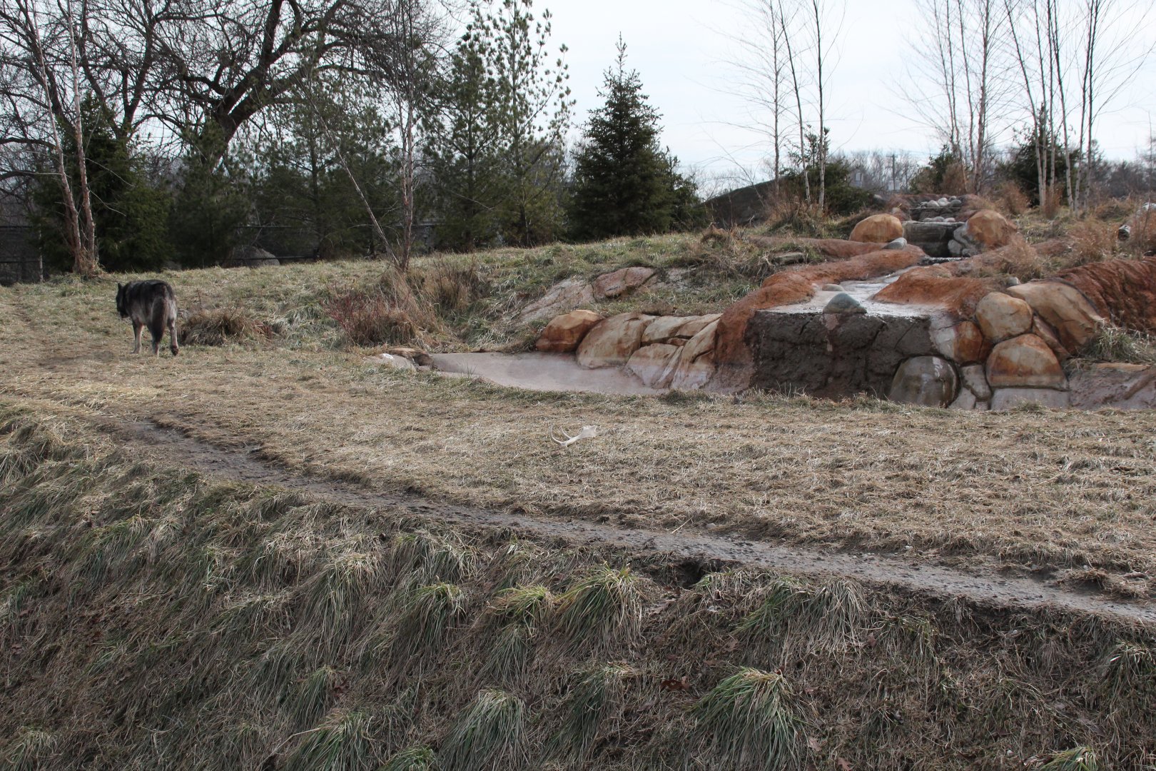 Detroit Zoo - Cotton Family Wolf Wilderness - Gray Wolves