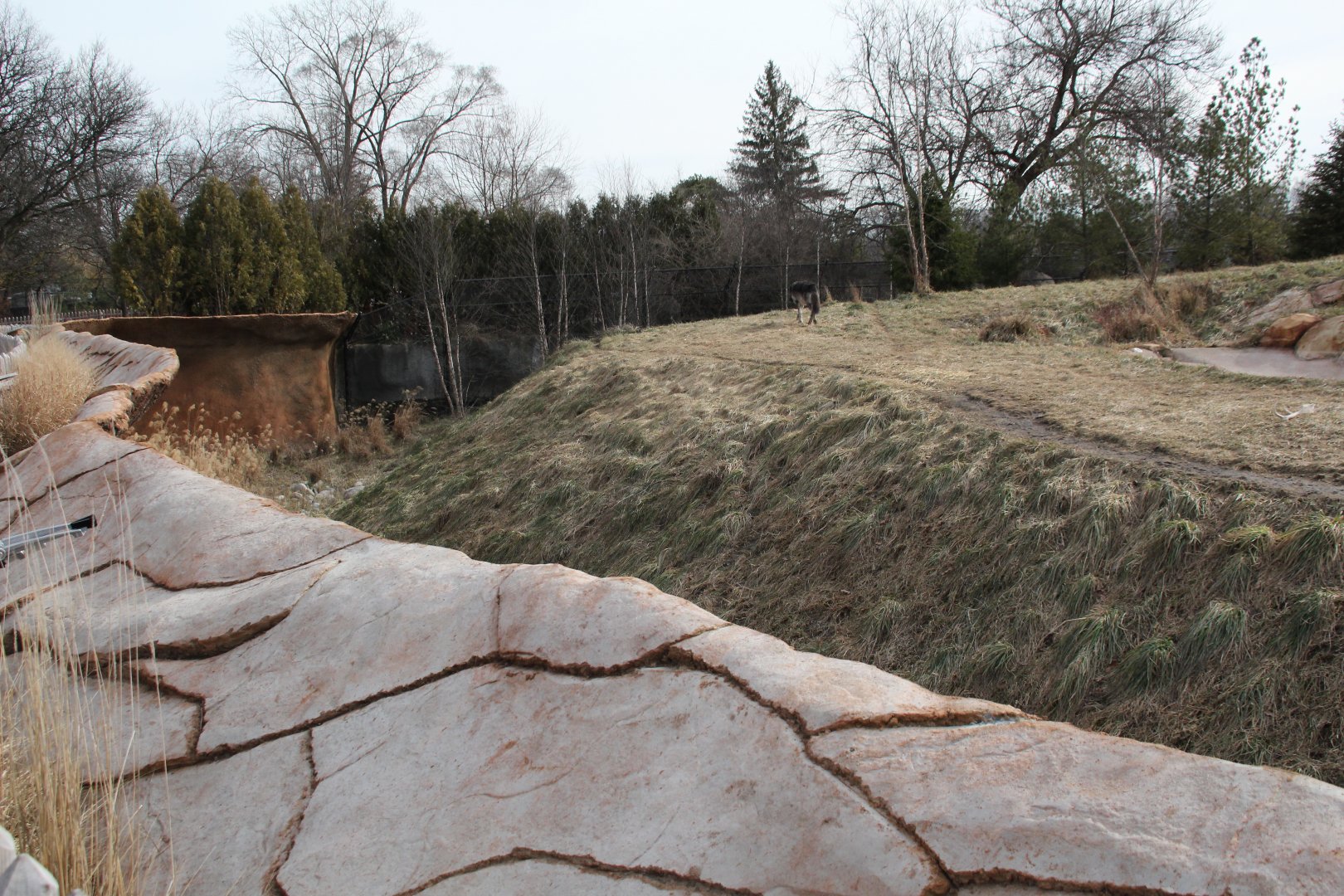 Detroit Zoo - Cotton Family Wolf Wilderness - Gray Wolves