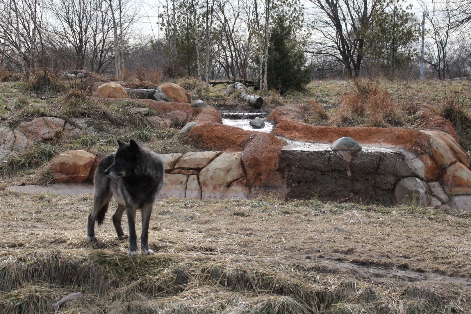 Detroit Zoo - Cotton Family Wolf Wilderness - Gray Wolves