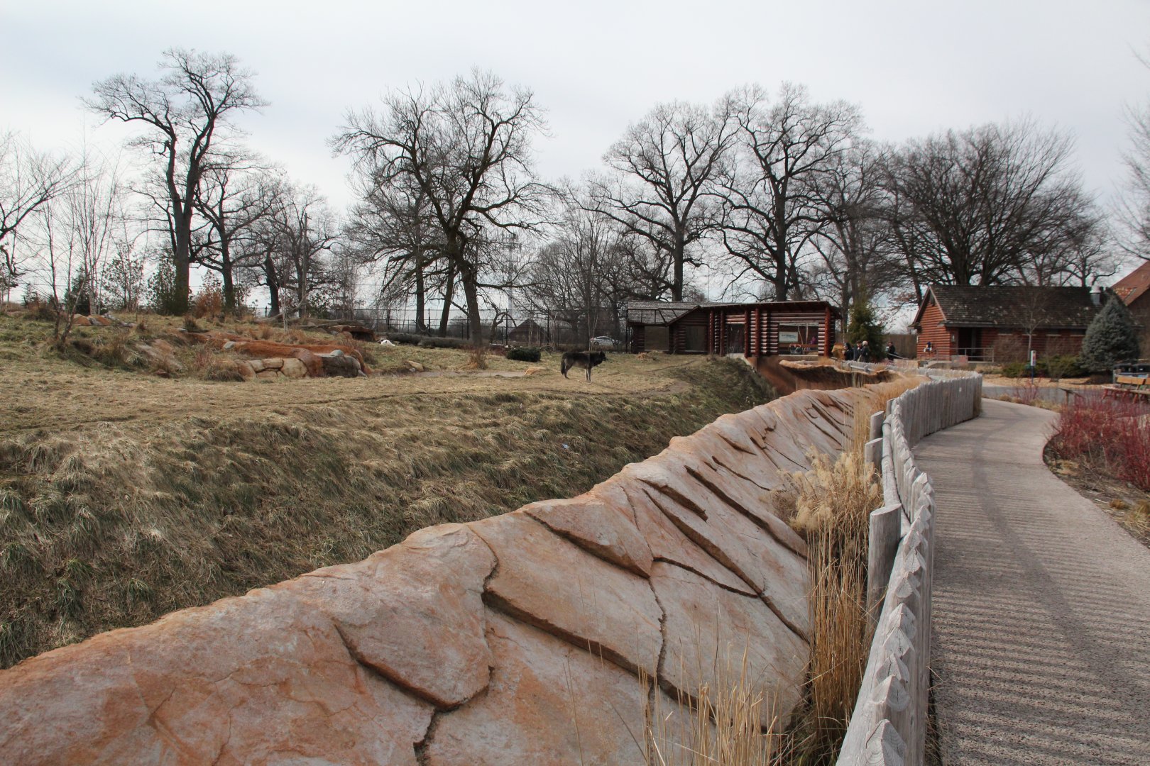 Detroit Zoo - Cotton Family Wolf Wilderness - Gray Wolves