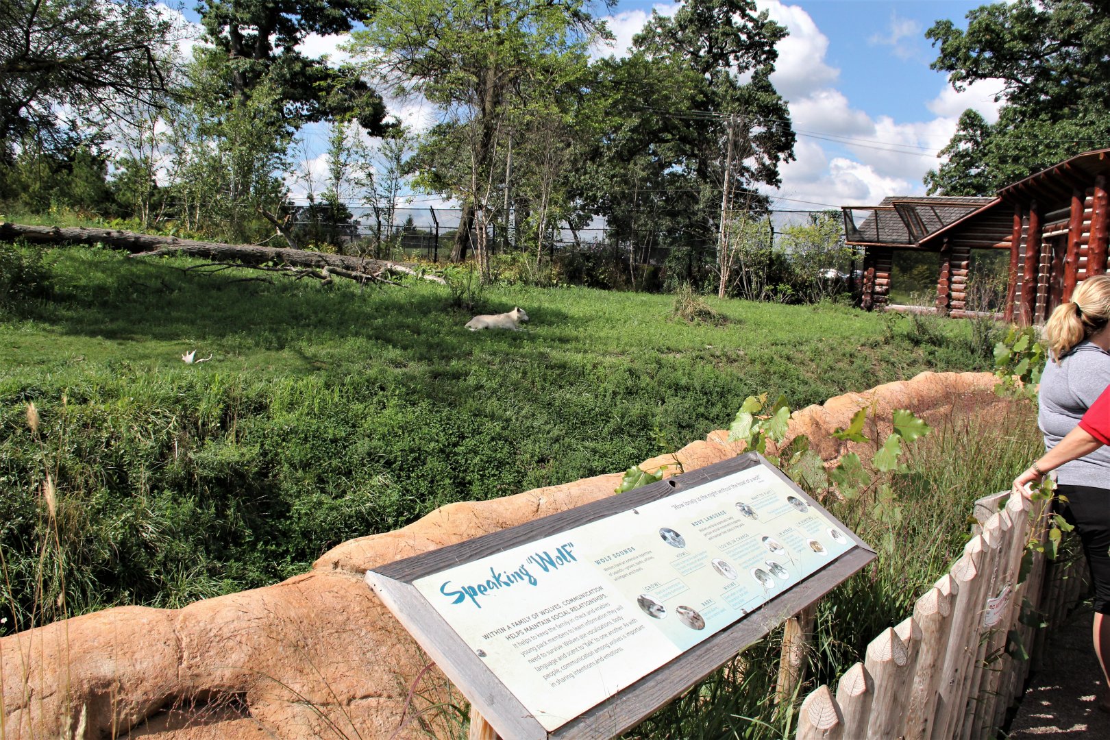 Detroit Zoo - Cotton Family Wolf Wilderness - Summer/Fall, 2016