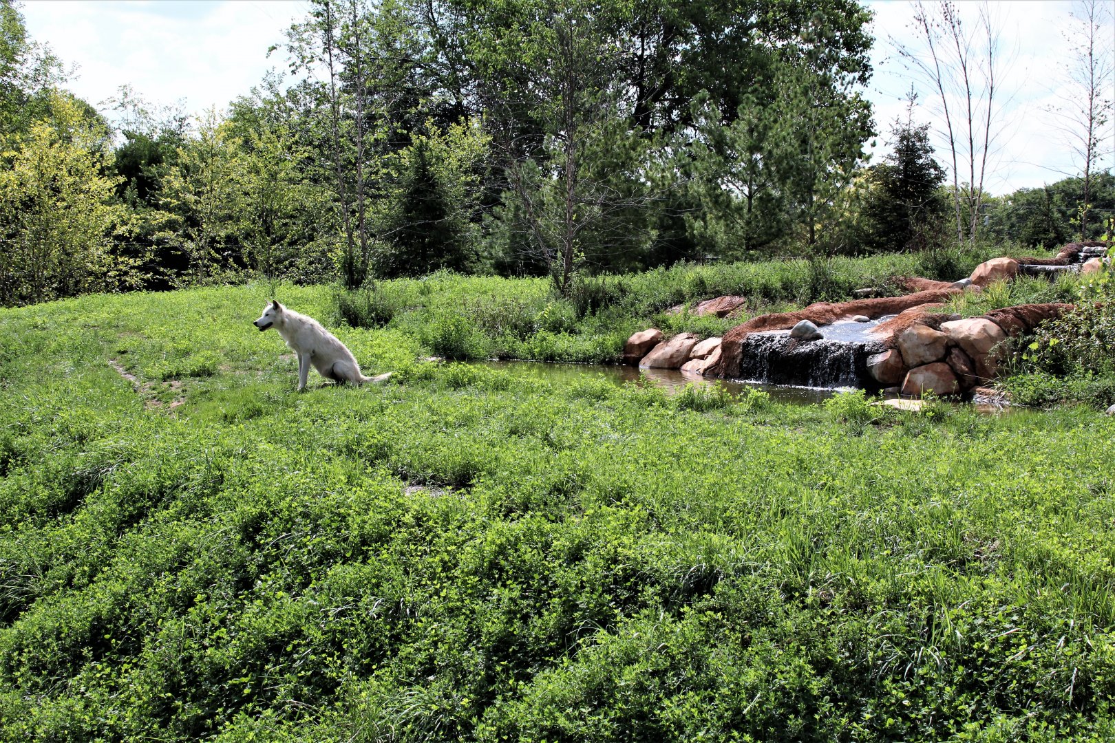 Detroit Zoo - Cotton Family Wolf Wilderness - Summer/Fall, 2016