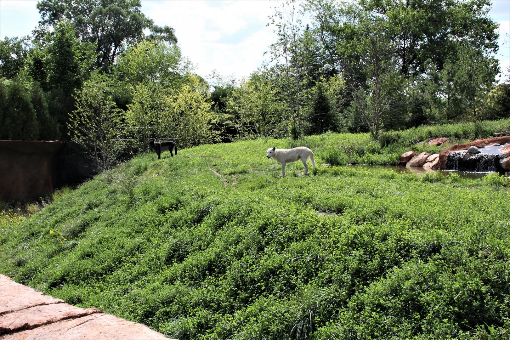 Detroit Zoo - Cotton Family Wolf Wilderness - Summer/Fall, 2016