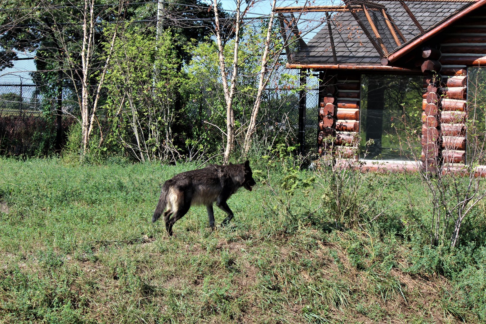 Detroit Zoo - Cotton Family Wolf Wilderness - Summer/Fall, 2016