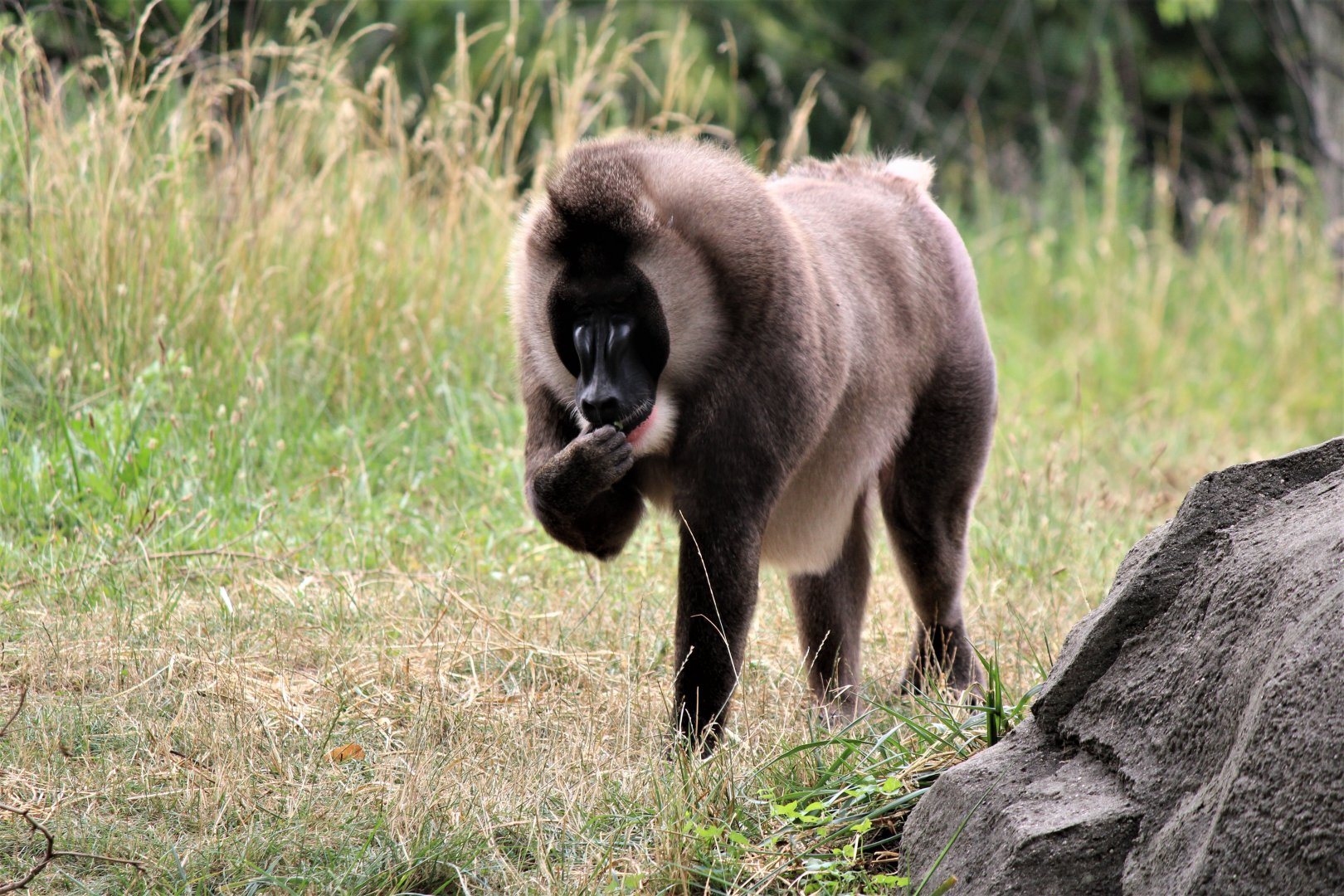 Detroit Zoo - Drill - July, 2016