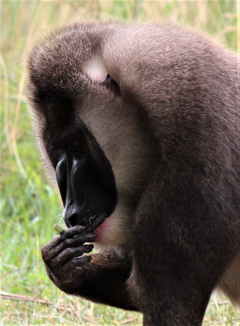 Detroit Zoo - Drill - July, 2016