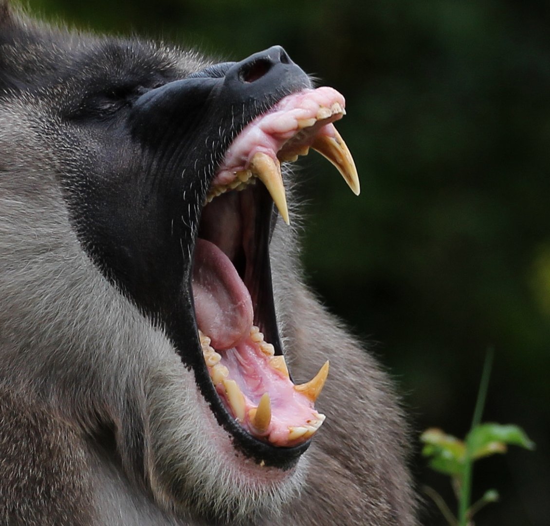 Detroit Zoo - Drill - October, 2016