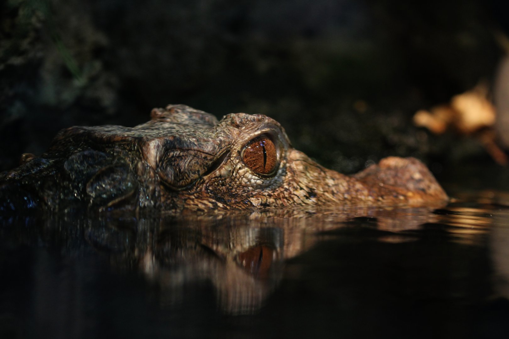 Detroit Zoo - Dwarf Caiman - November, 2016