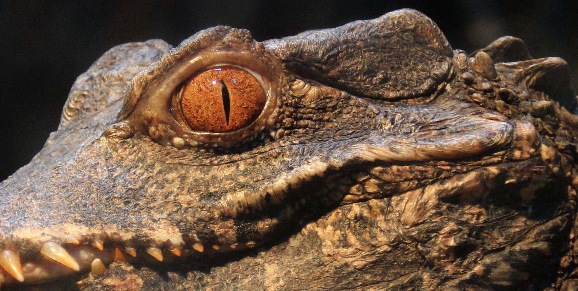 Detroit Zoo - Dwarf Caiman- September, 2016