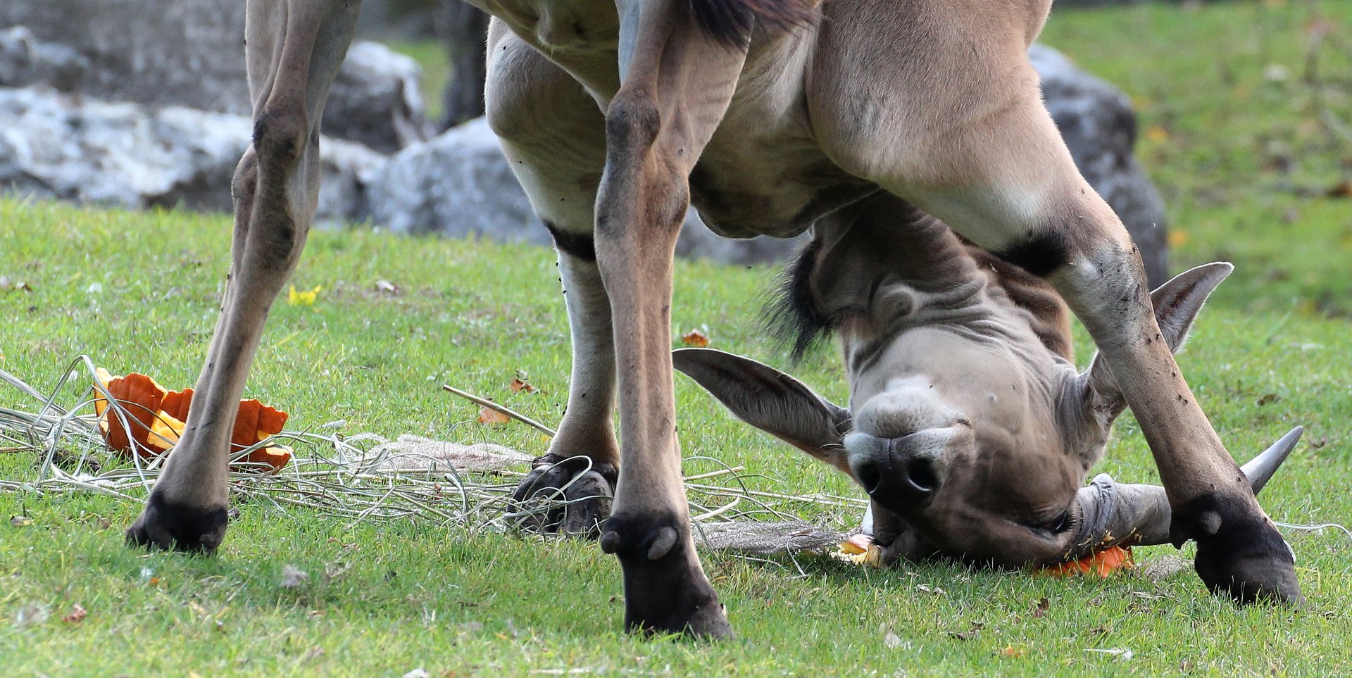 Detroit Zoo - Eland - October, 2016
