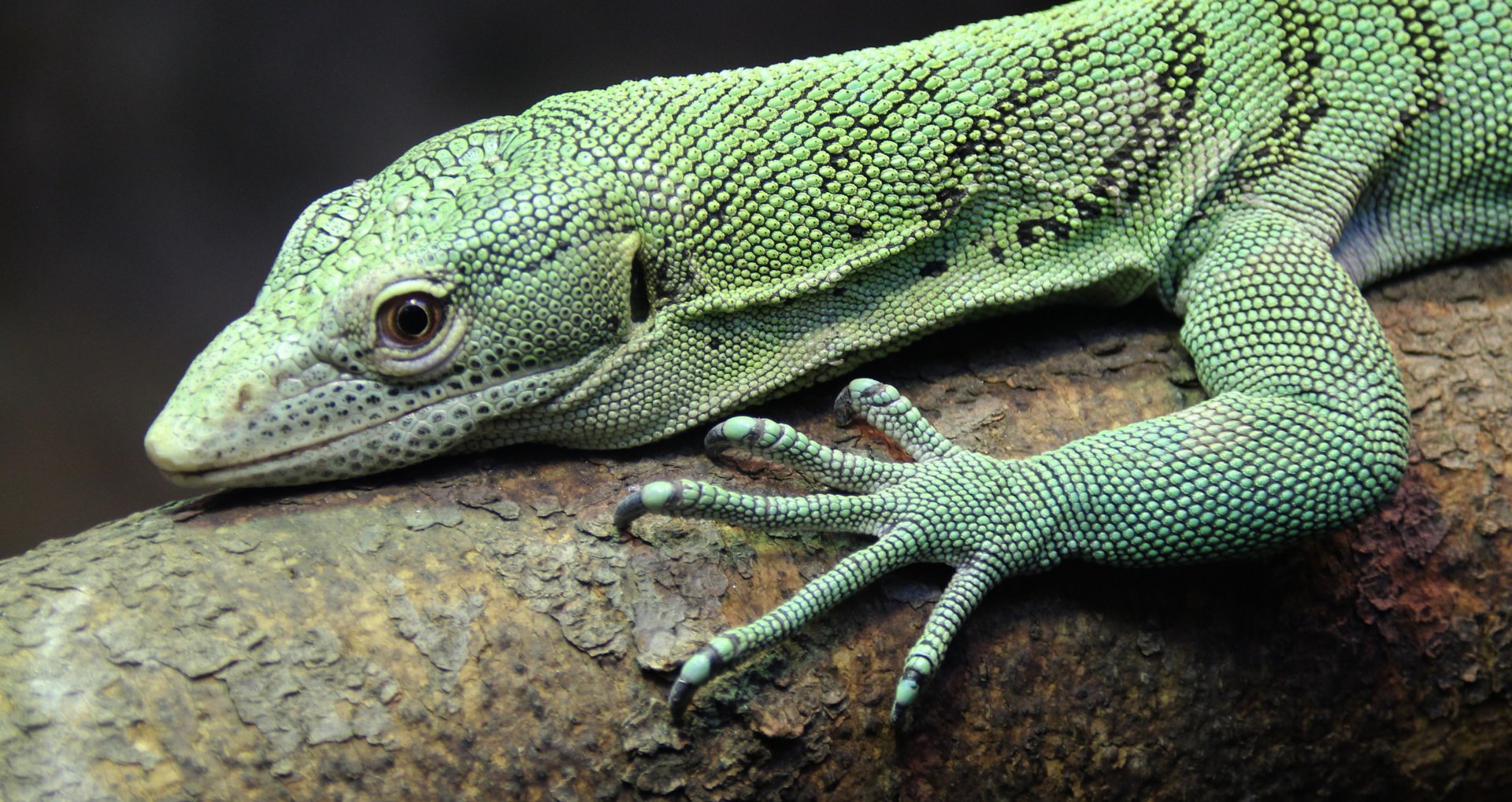 Detroit Zoo - Emerald Monitor - September, 2016