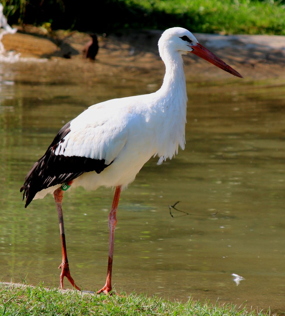Detroit Zoo - European White Stork - July, 2016