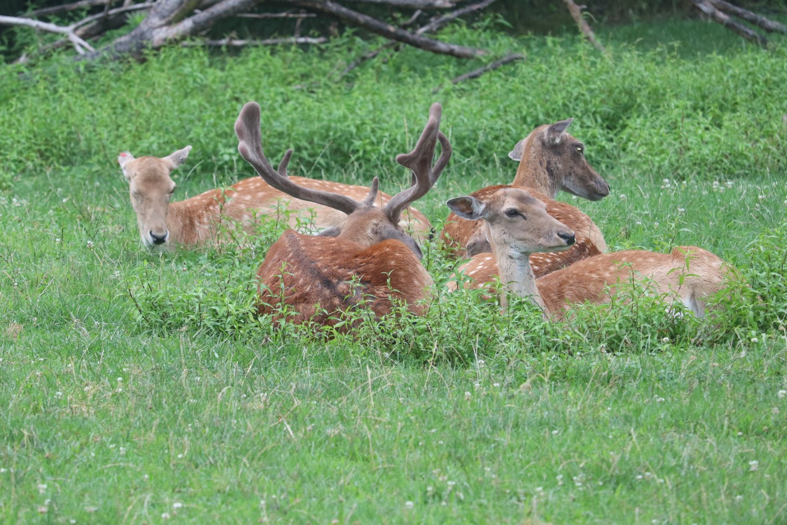 Detroit Zoo - Fallow Deer