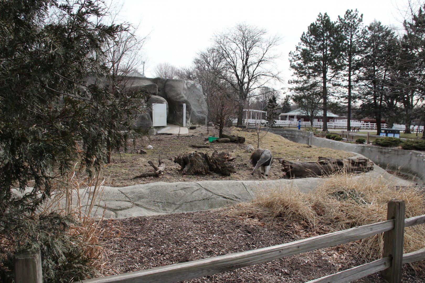 Detroit Zoo - Giant Anteater enclosure