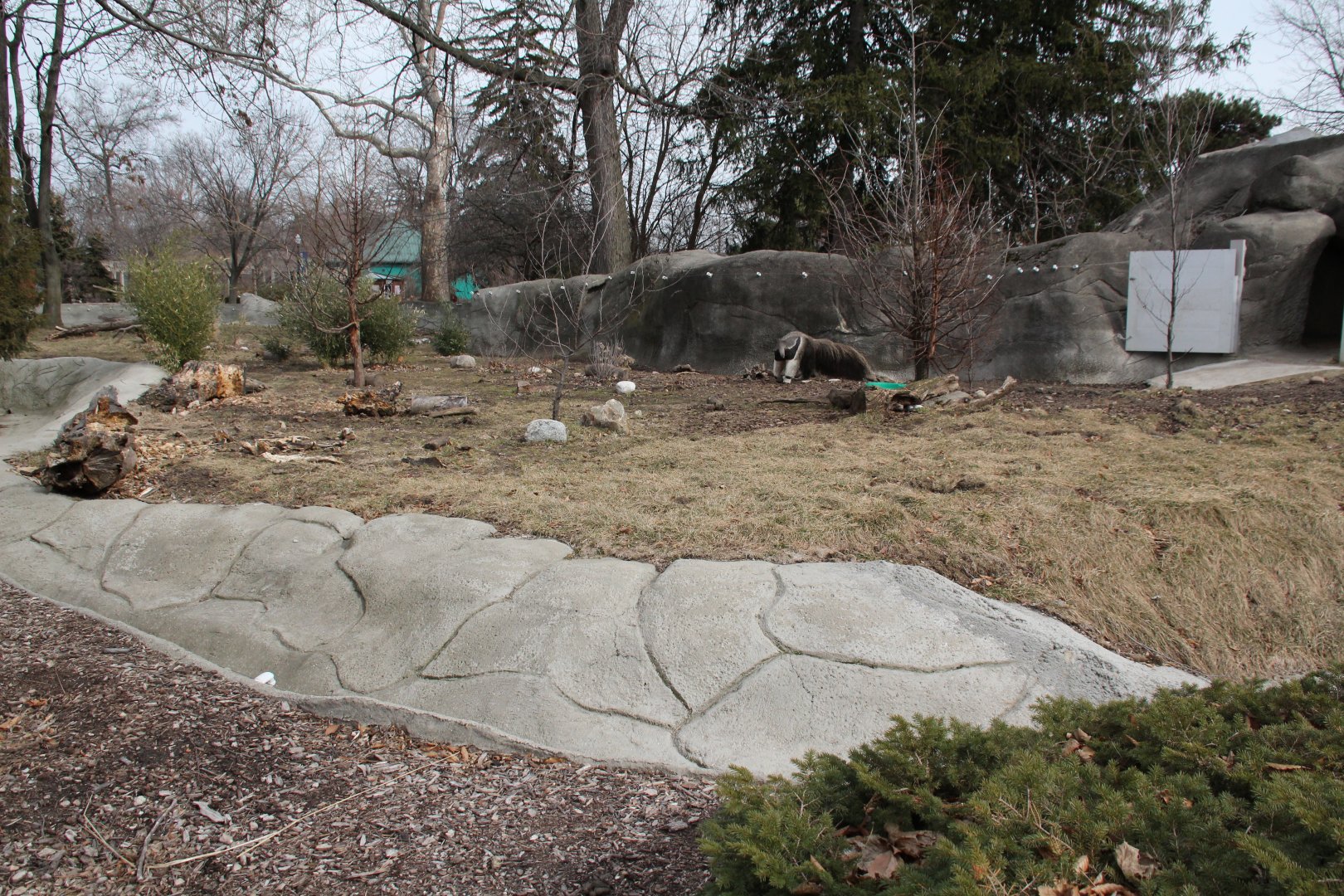 Detroit Zoo - Giant Anteater enclosure