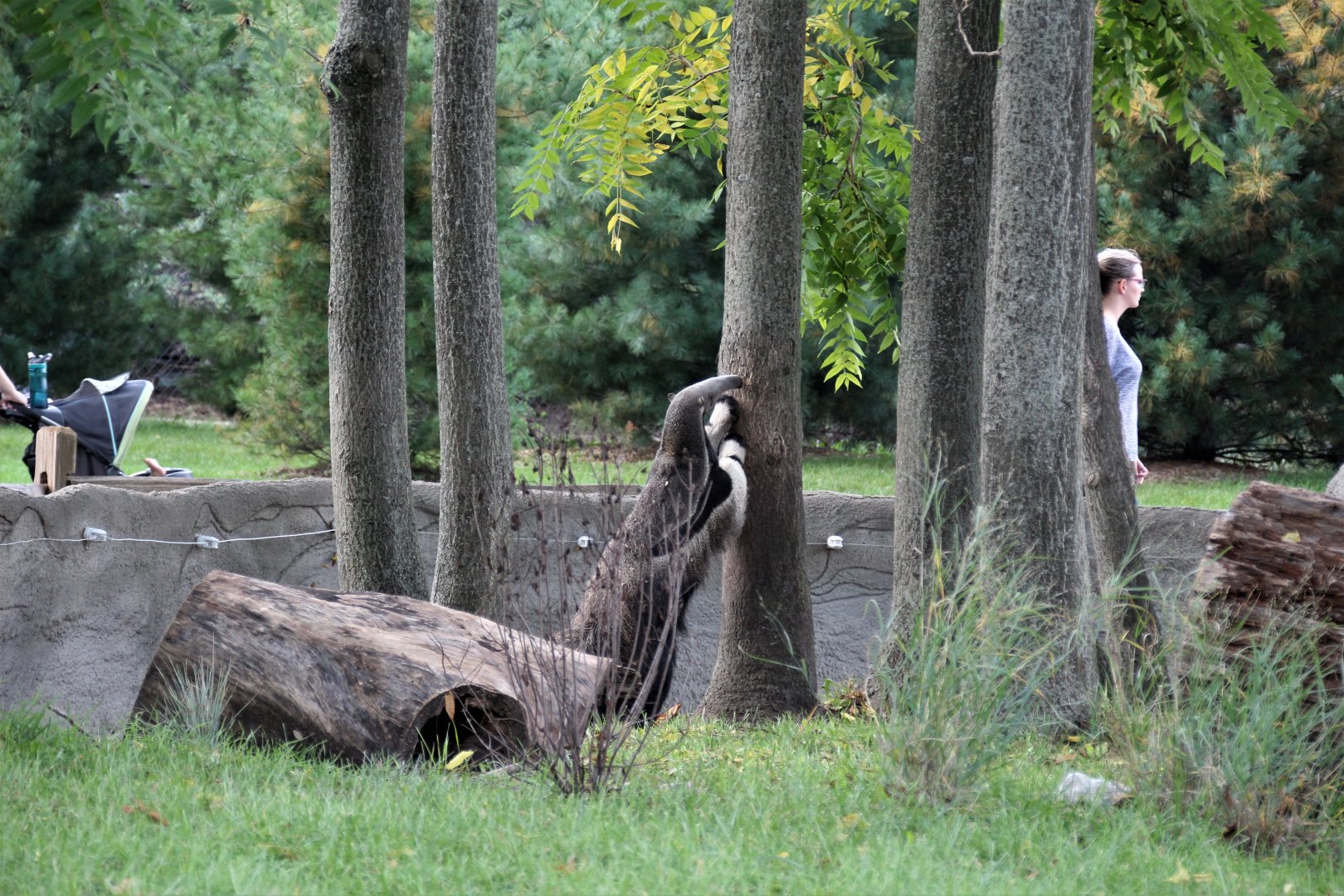 Detroit Zoo - Giant Anteater habitat - Summer, 2016