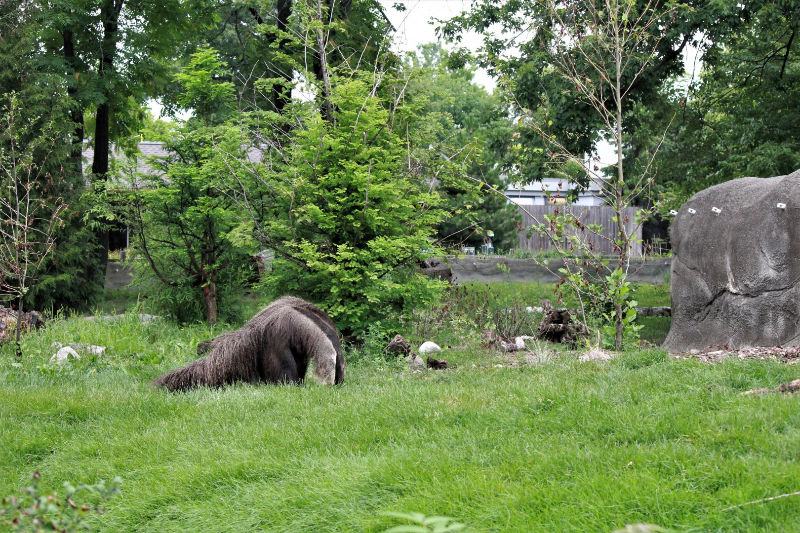 Detroit Zoo - Giant Anteater habitat - Summer, 2016