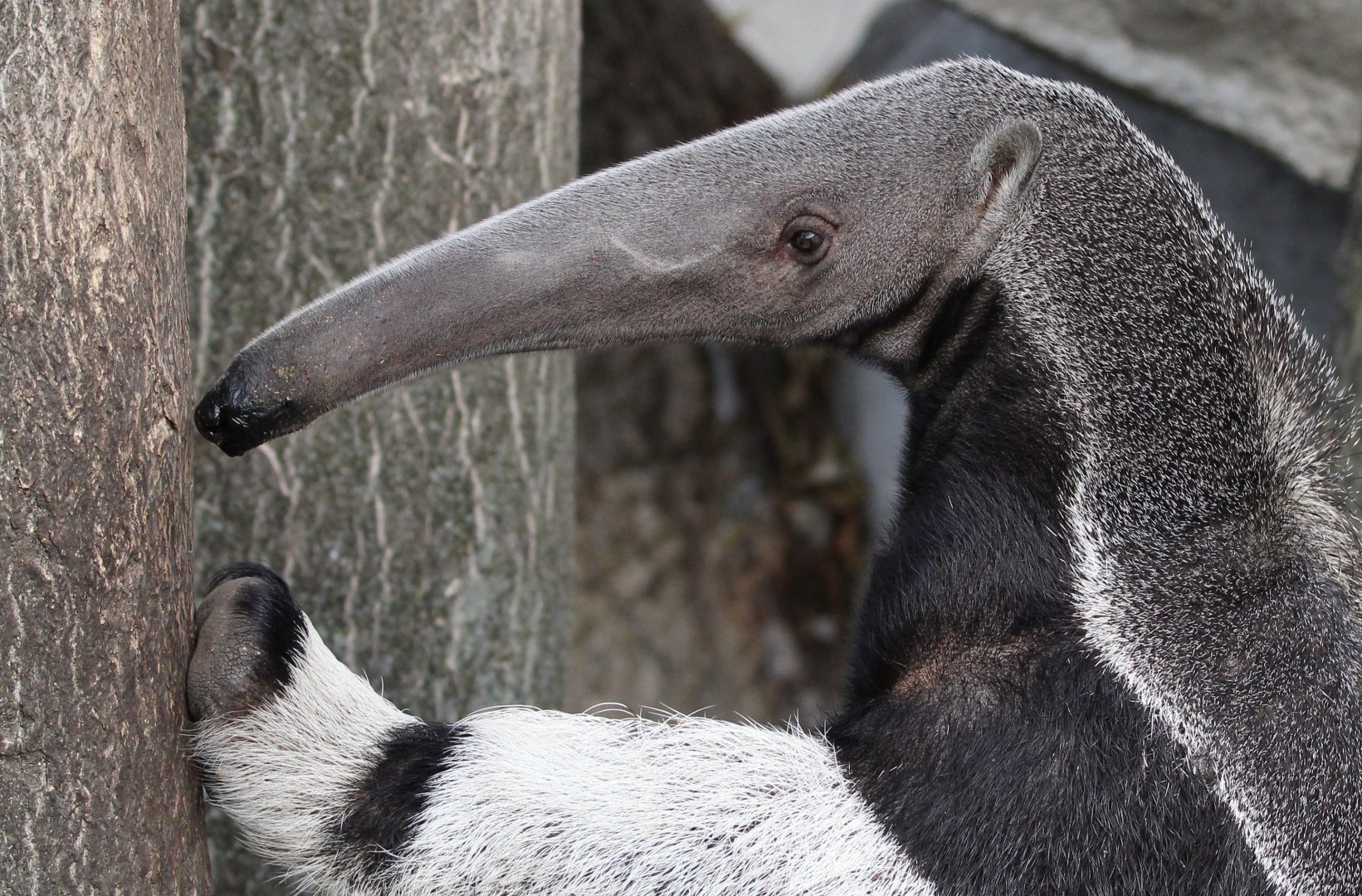 Detroit Zoo - Giant Anteater - November, 2016