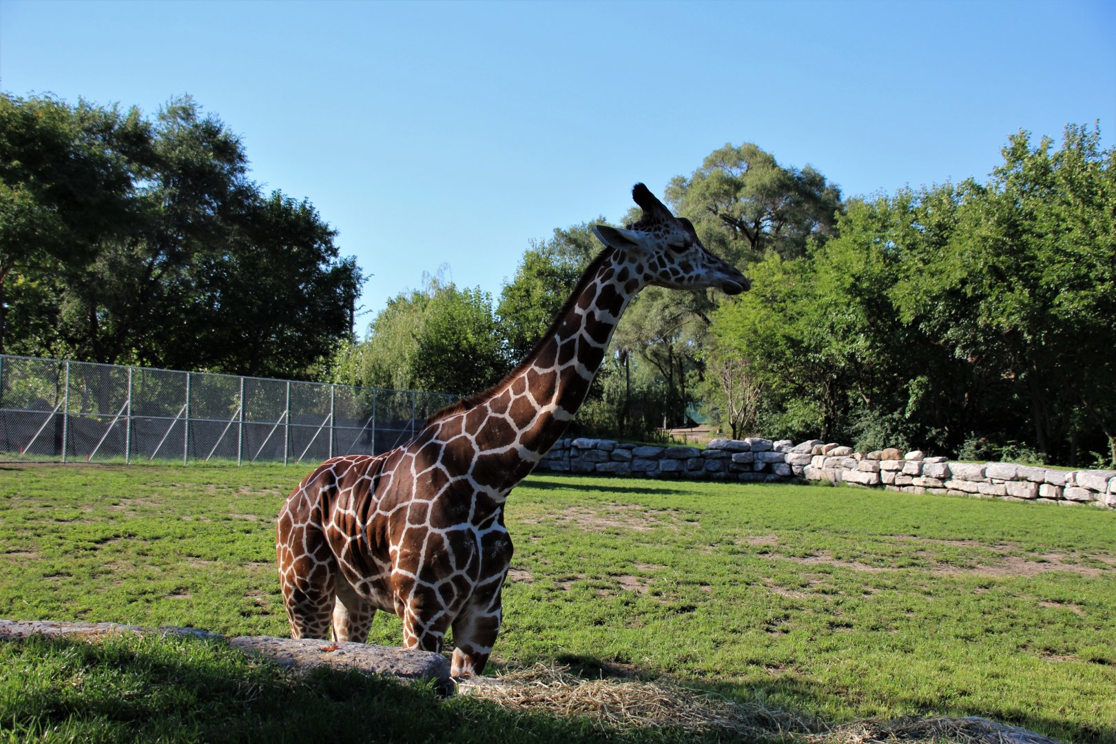 Detroit Zoo - Giraffe Enclosure - Summer, 2016