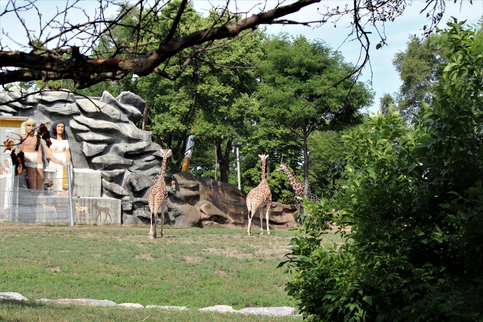 Detroit Zoo - Giraffe Enclosure - Summer, 2016