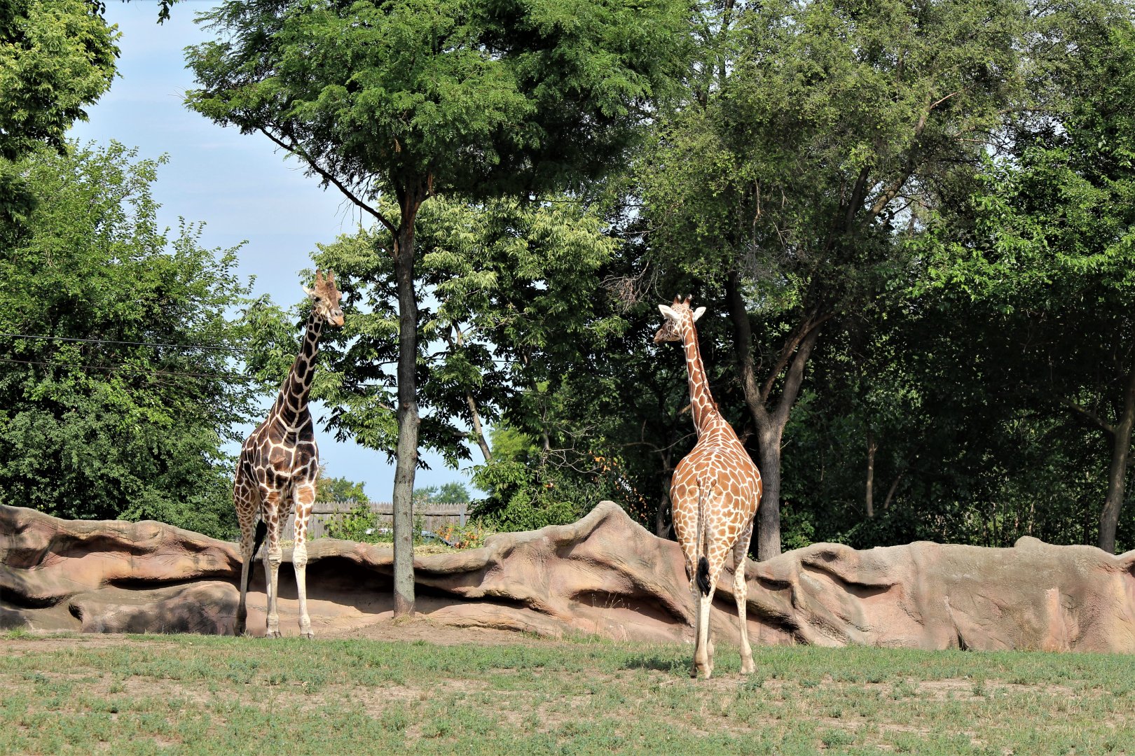 Detroit Zoo - Giraffe Enclosure - Summer, 2016
