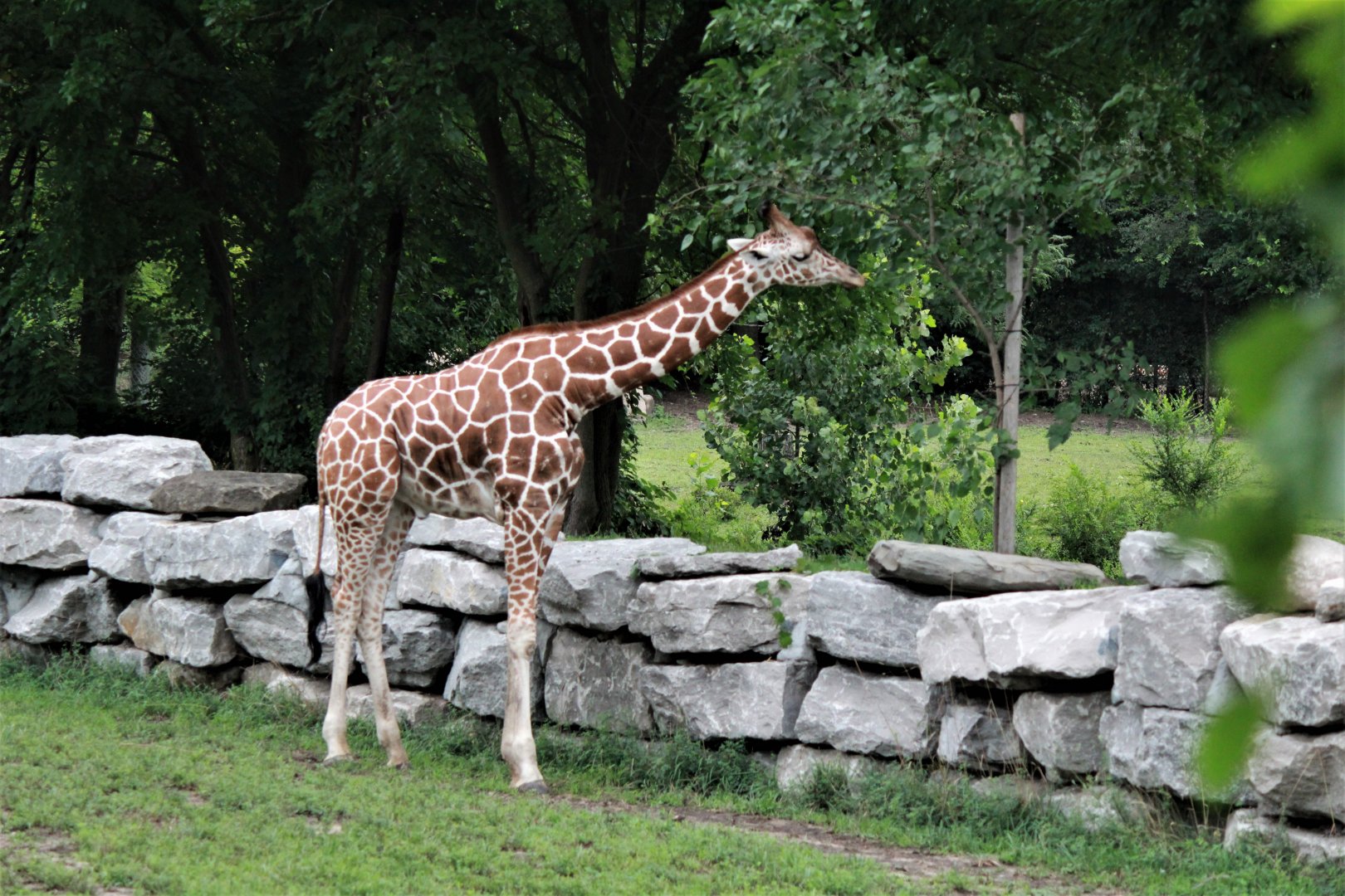 Detroit Zoo - Giraffe Enclosure - Summer, 2016