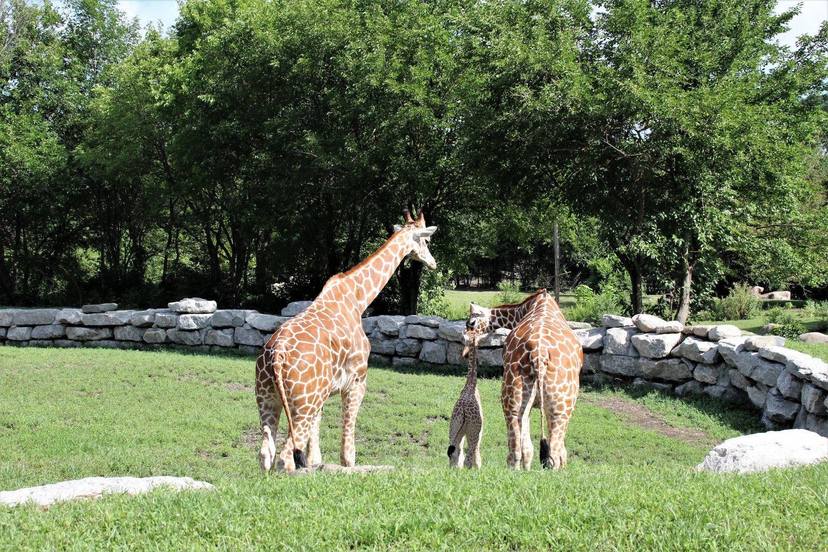 Detroit Zoo - Giraffe Enclosure - Summer, 2016