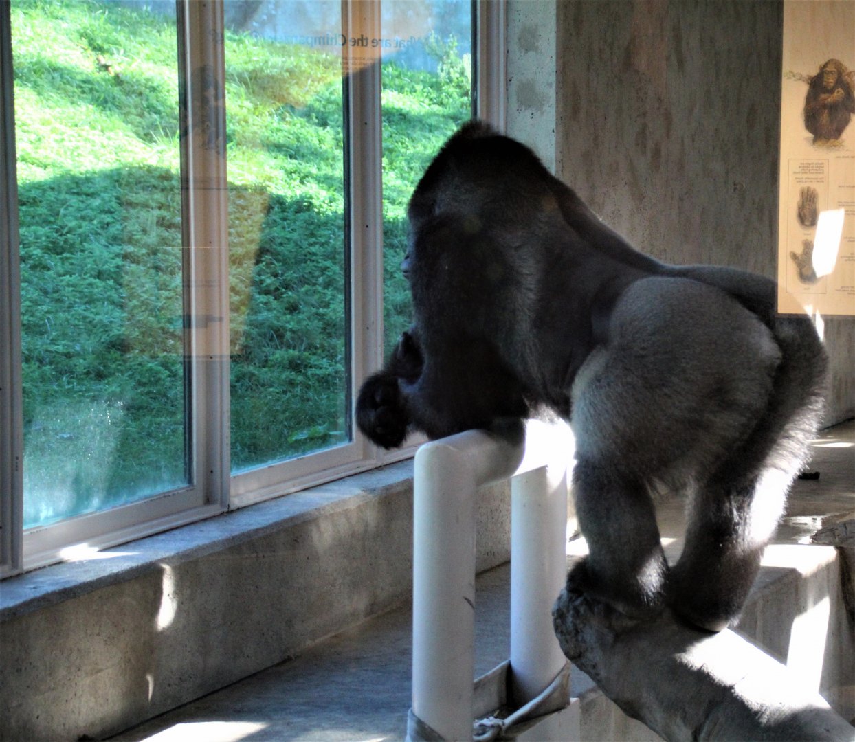 Detroit Zoo - Great Apes of Harambee - Summer/Fall, 2016