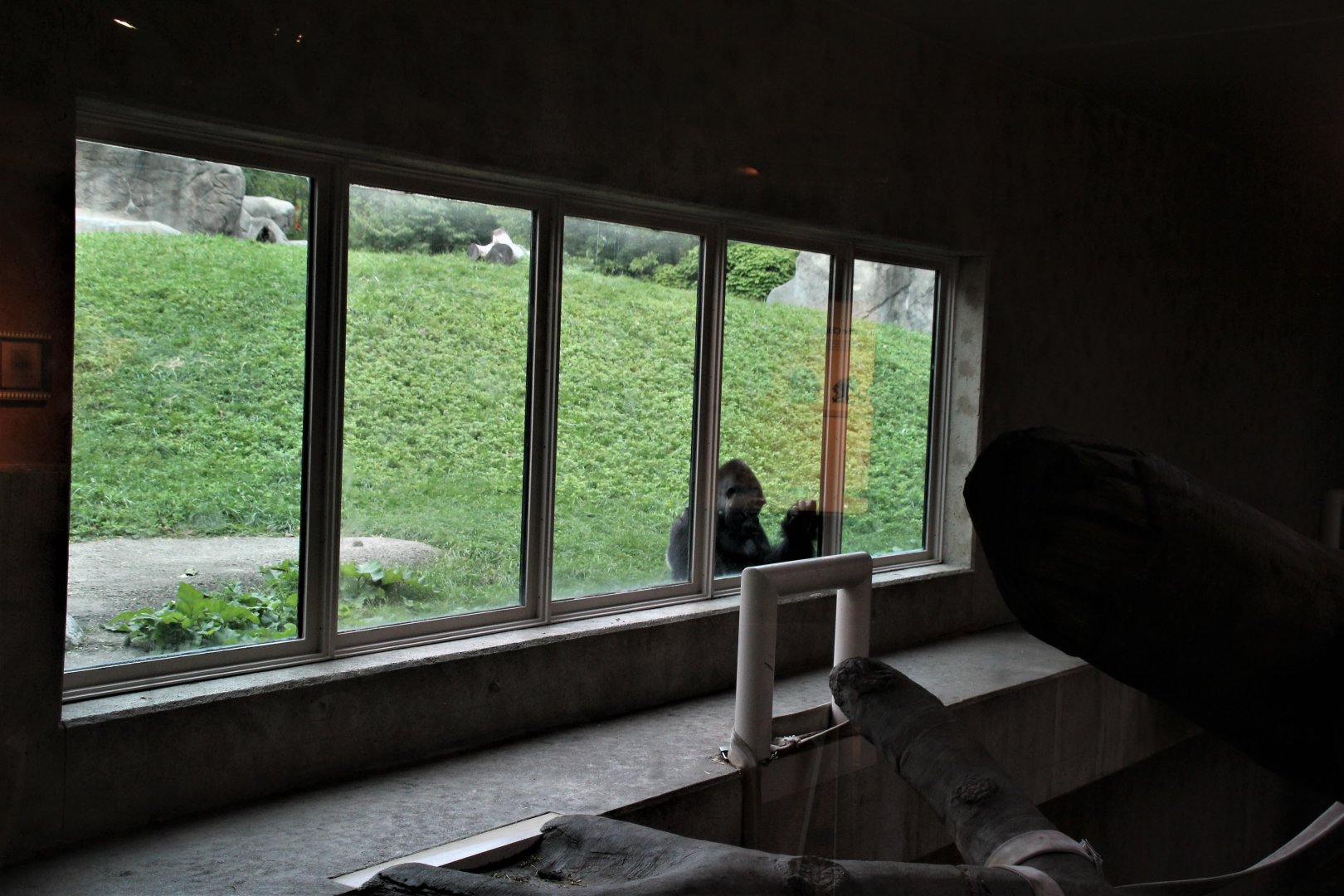 Detroit Zoo - Great Apes of Harambee - Summer/Fall, 2016